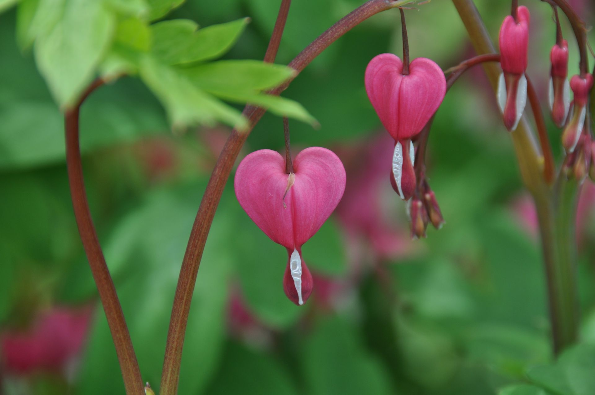 The Healing Nature of Gratitude by Sue Cartwright, Spiral Leaf