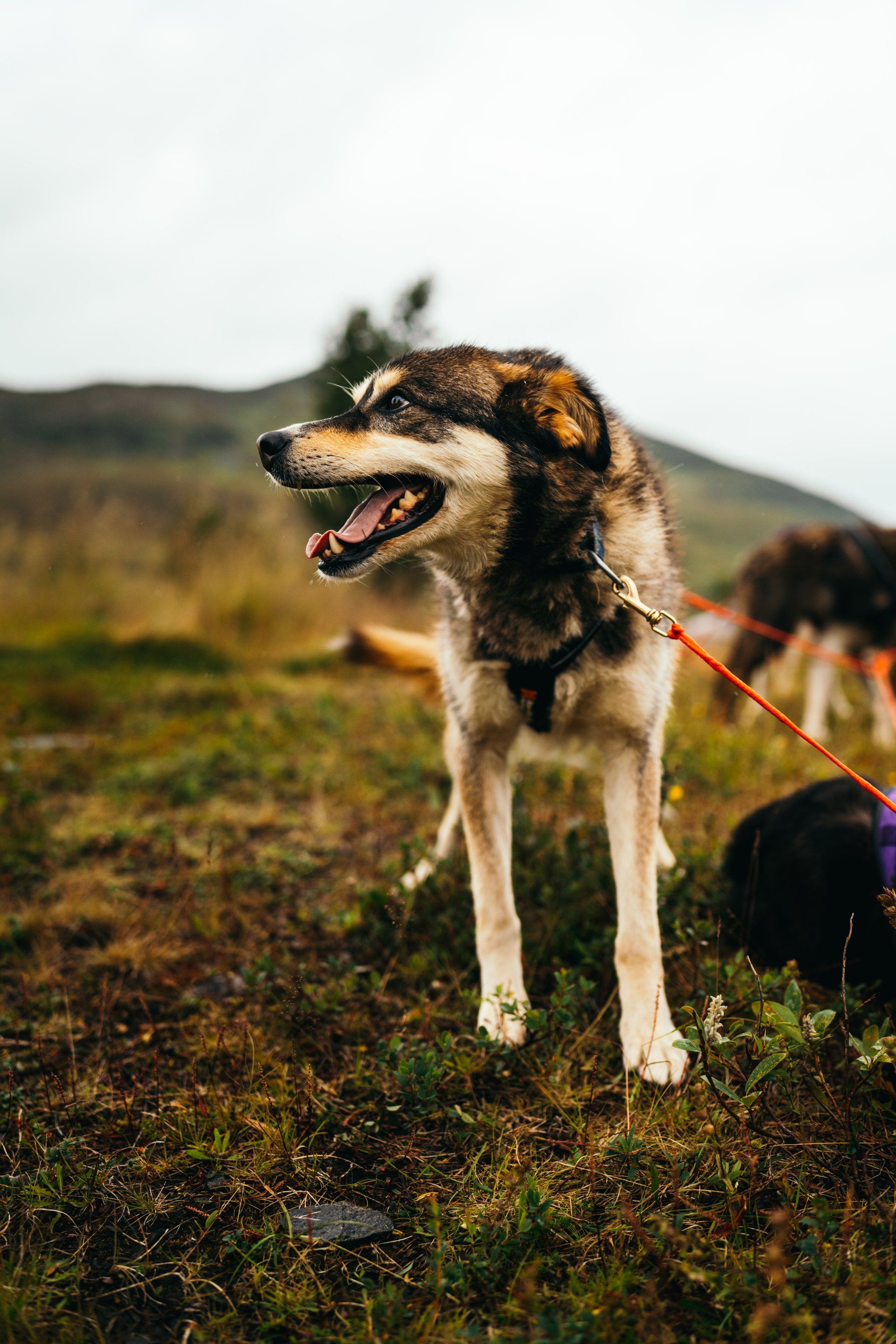 Off Leash Dog Training | Who's Walking Who