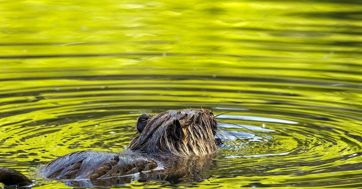 Bringing Back the Beaver by Derek Gow - A Book Review by Sue Cartwright, Spiral Leaf