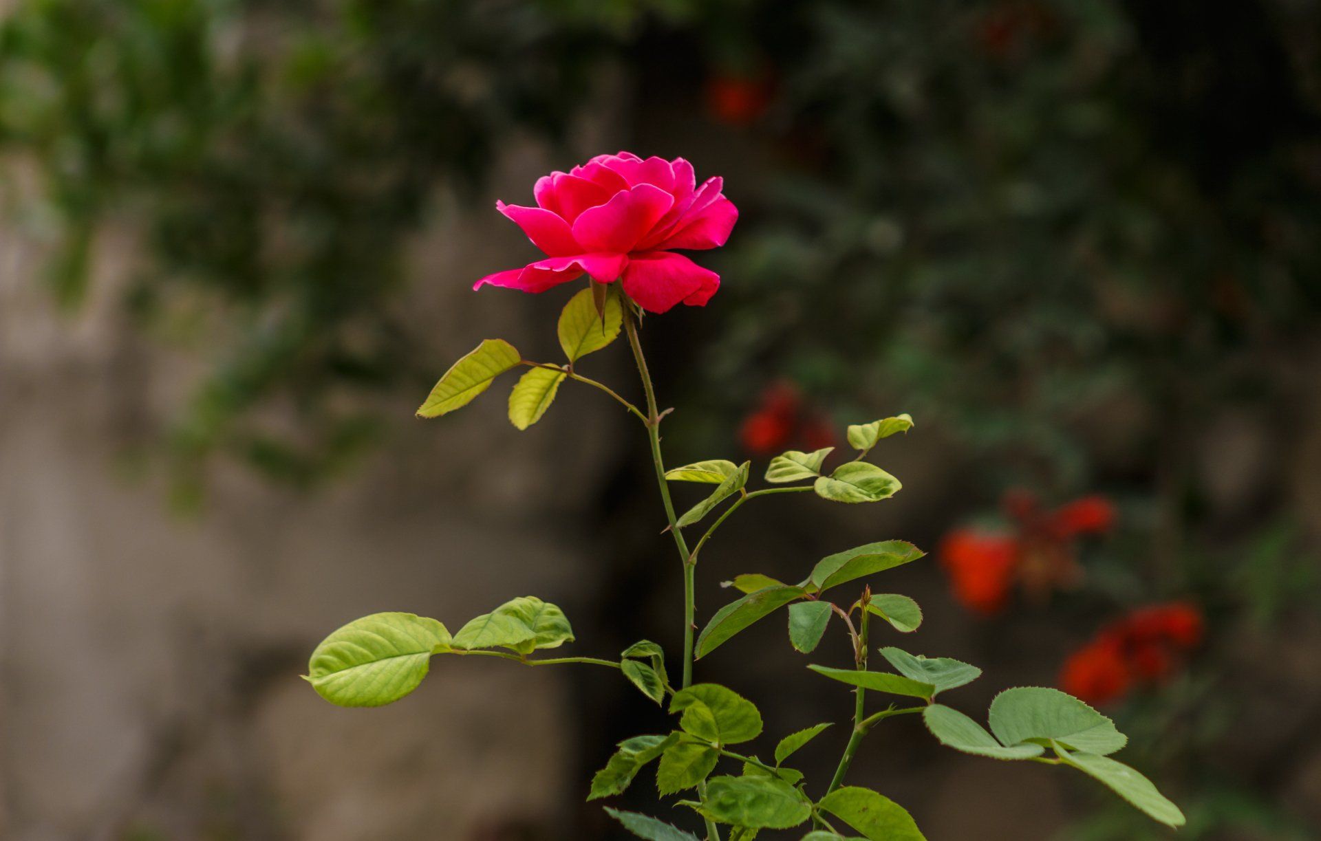 Rose plant. Цветник с розой ругозой. Куст розы.