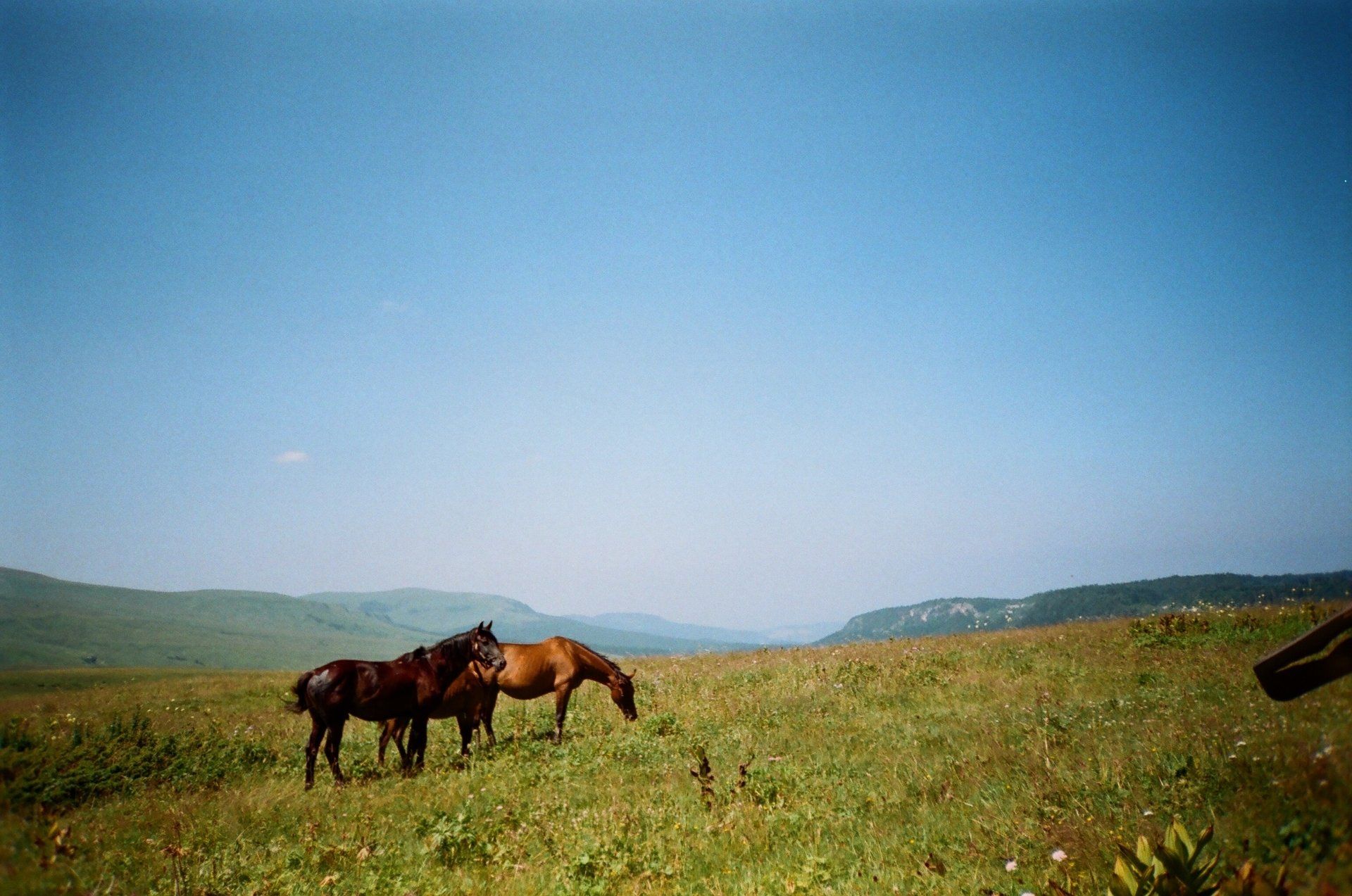 Un caballo marrón está parado junto a una valla en un campo.
