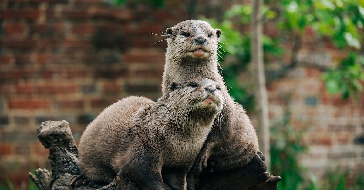 two otters are sitting on top of a tree branch .