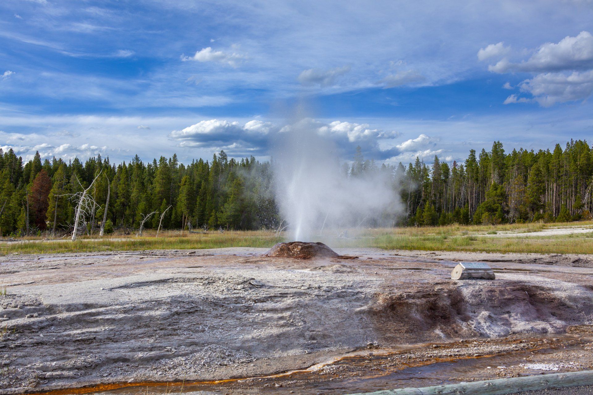 A geyser is erupting in the middle of a field with trees in the background.