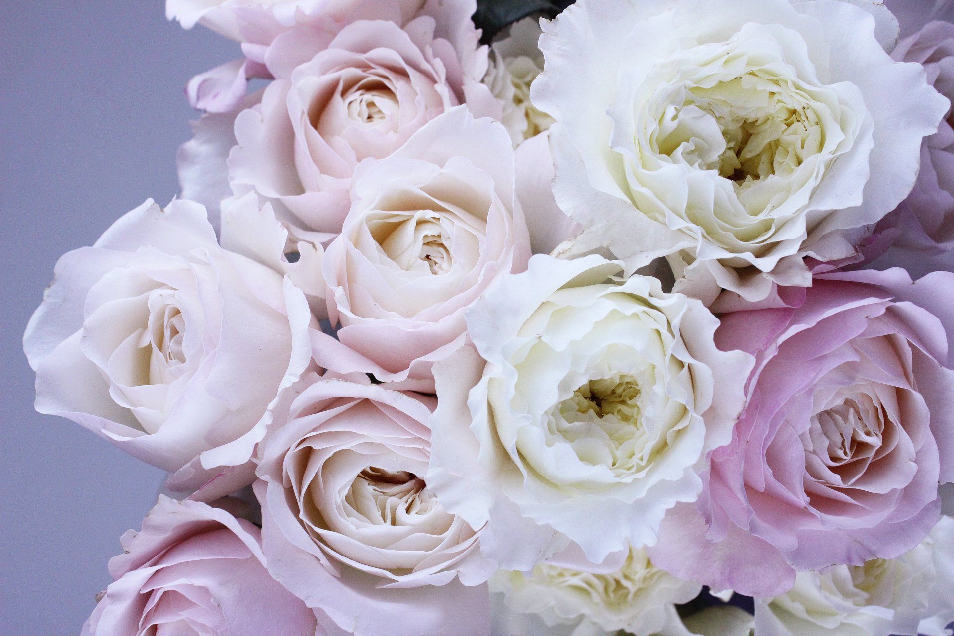 A close up of a bouquet of pink and white roses