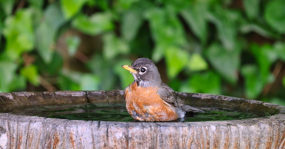 A bird is taking a bath in a bird bath.