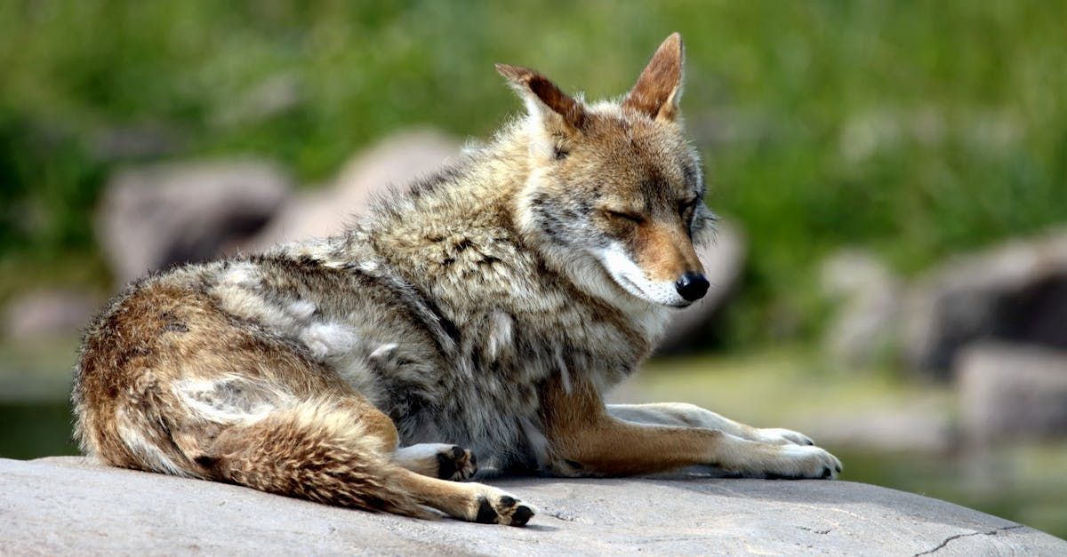 A coyote is laying on a rock with its eyes closed.