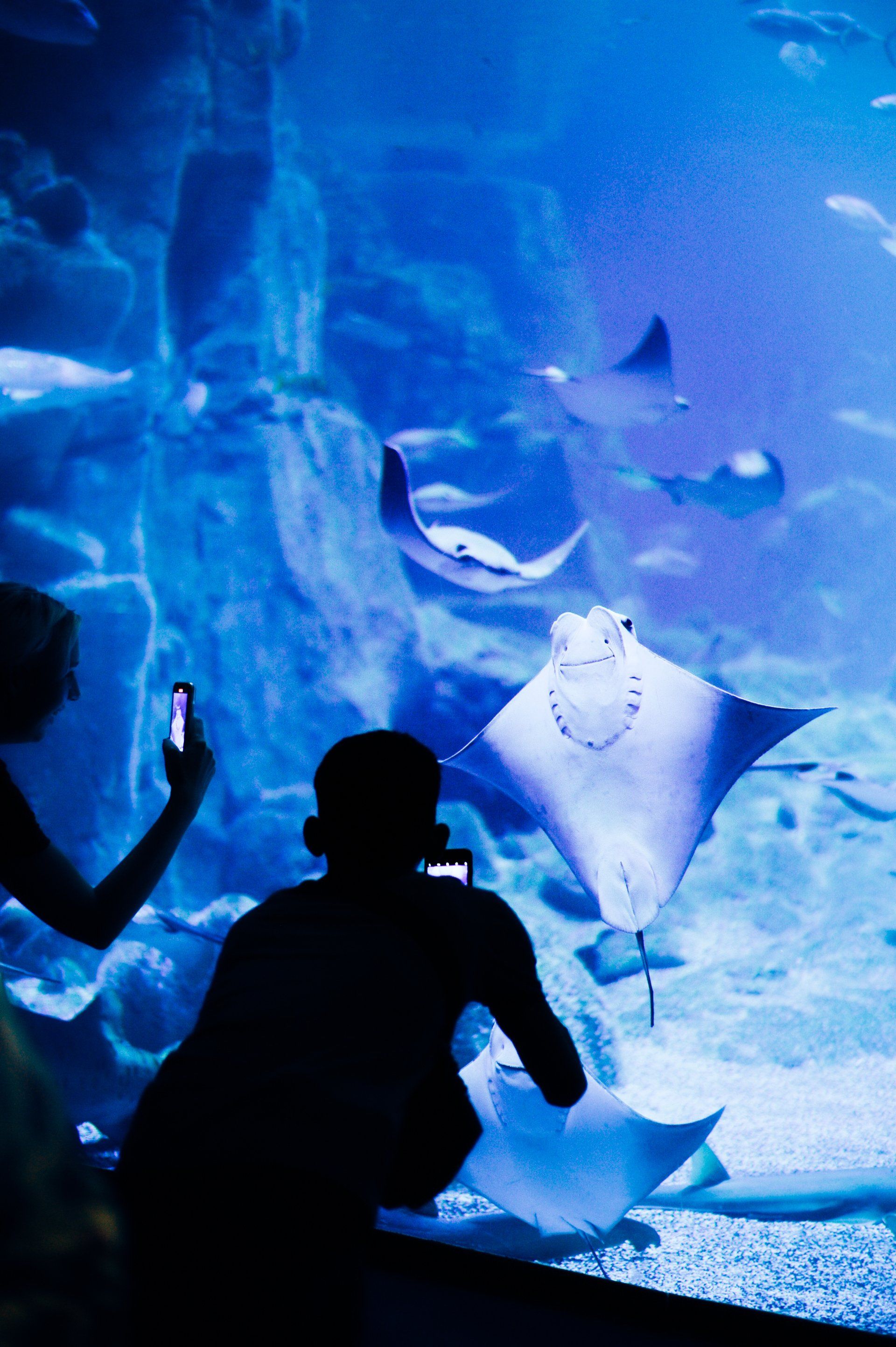 A woman is taking a picture of a stingray in an aquarium.