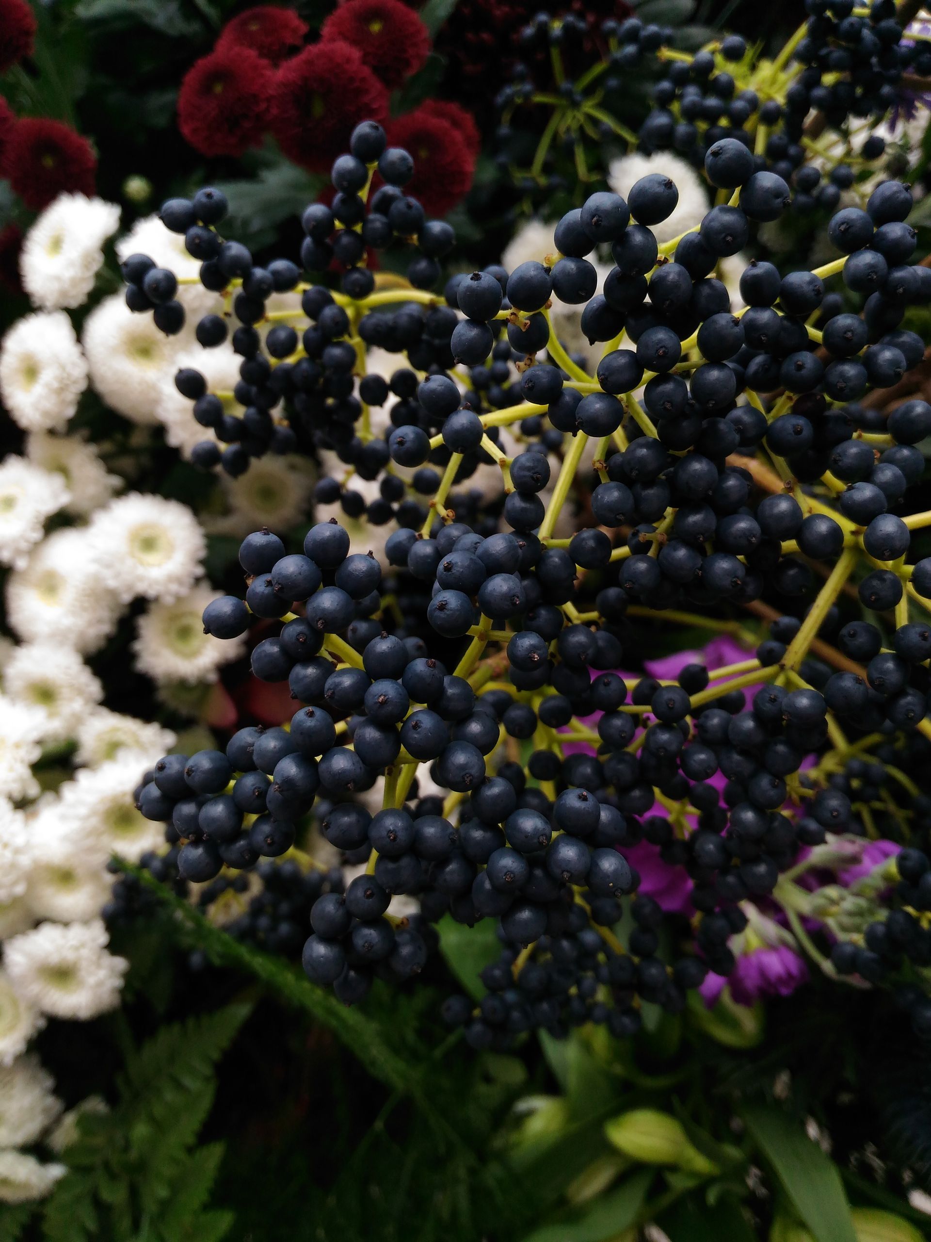 A bunch of blueberries are surrounded by white flowers