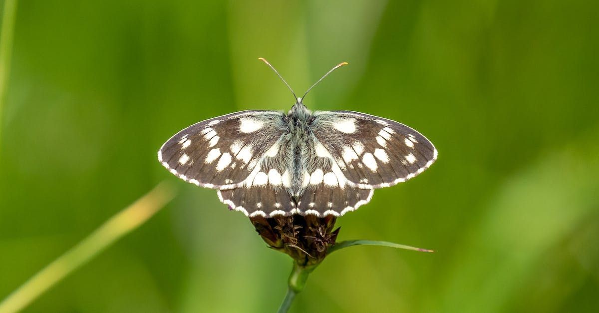 Almanace for July 2023 by Sue Cartwright, Spiral Leaf