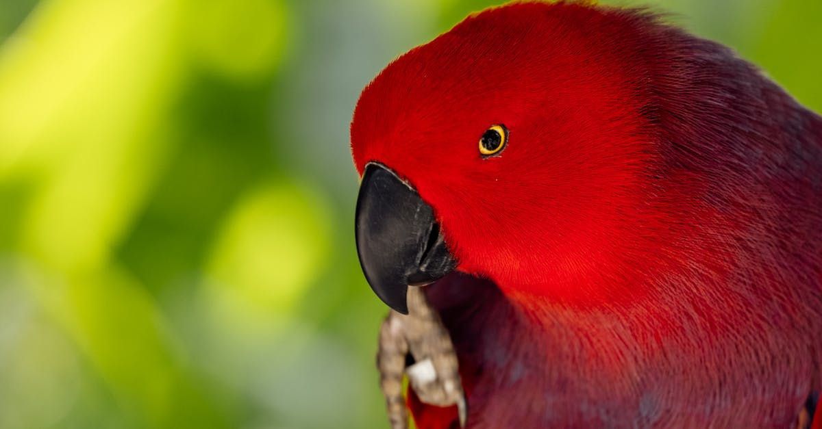A close up of a red parrot with a black beak.