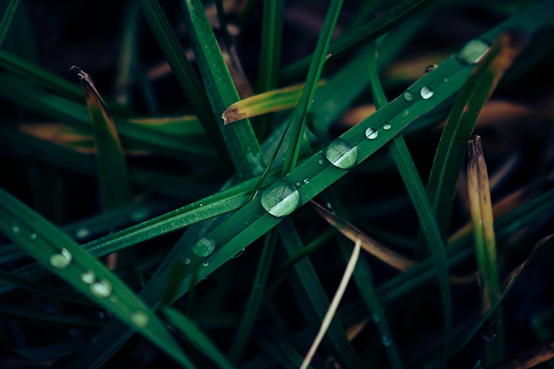 wet grass blades