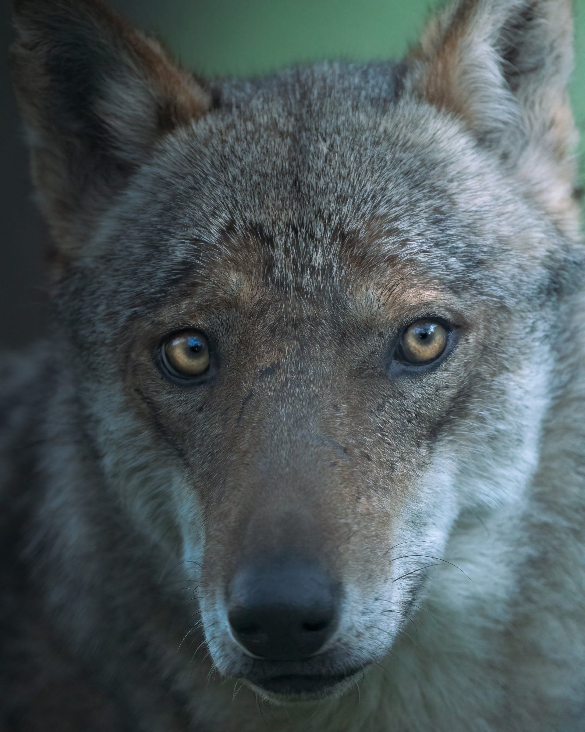 close up of coyote face