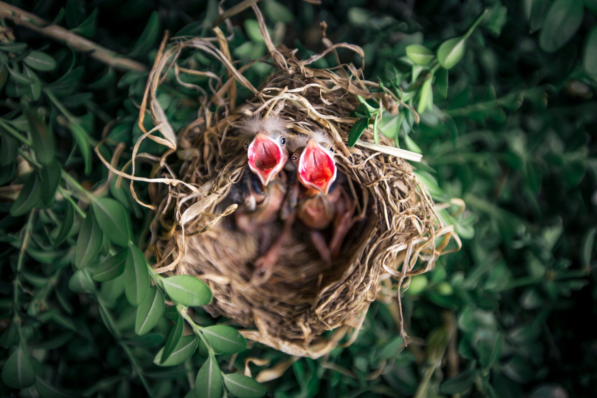 Two baby birds are sitting in a nest with their mouths open.