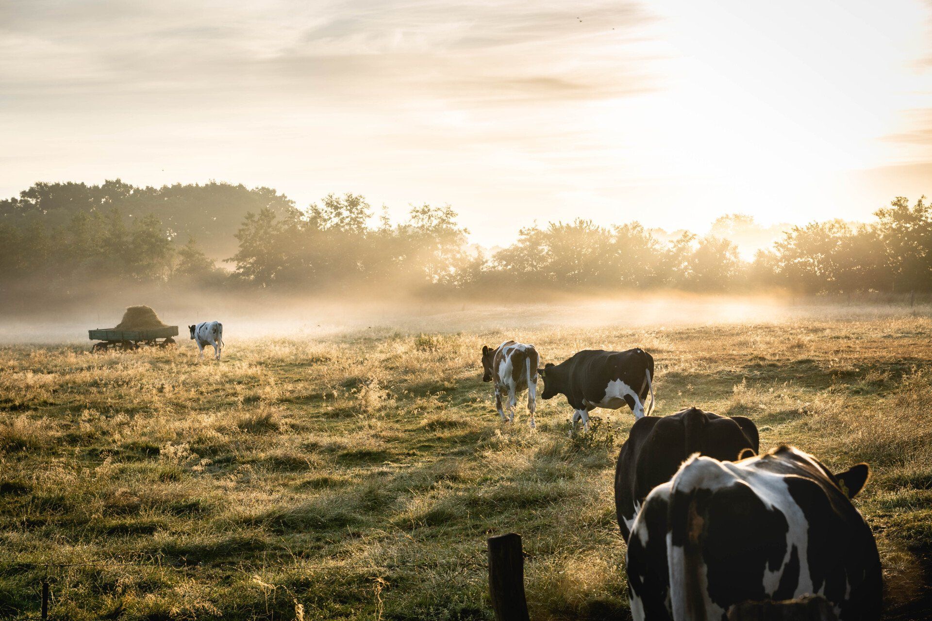 Dusk morning, pasture with cows walking over to a hay bail to eat.