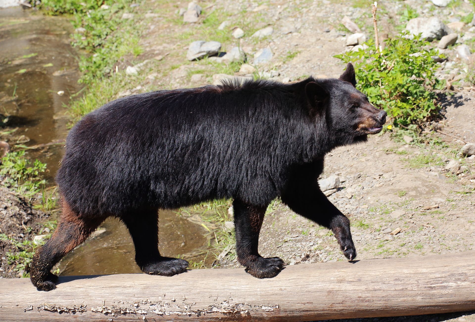 Black Bear in Big Bear Lake