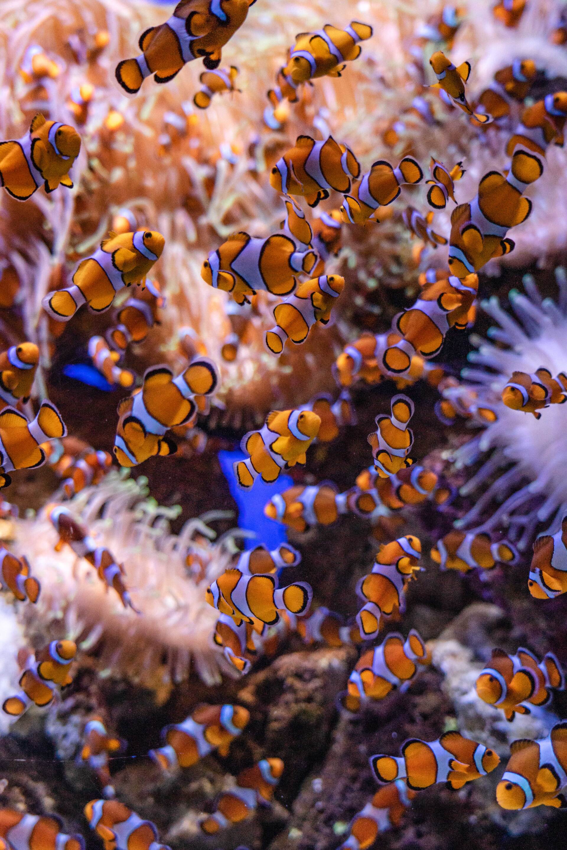 Coral Frags