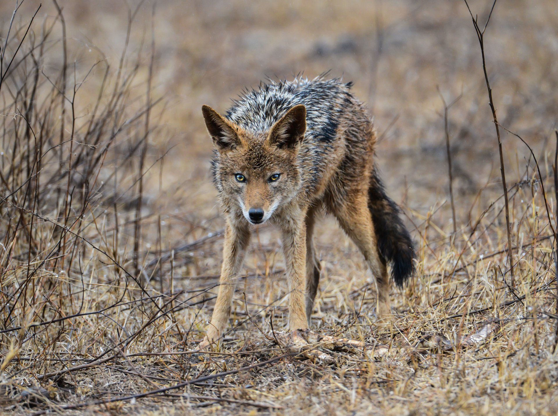 coyote removal buford ga