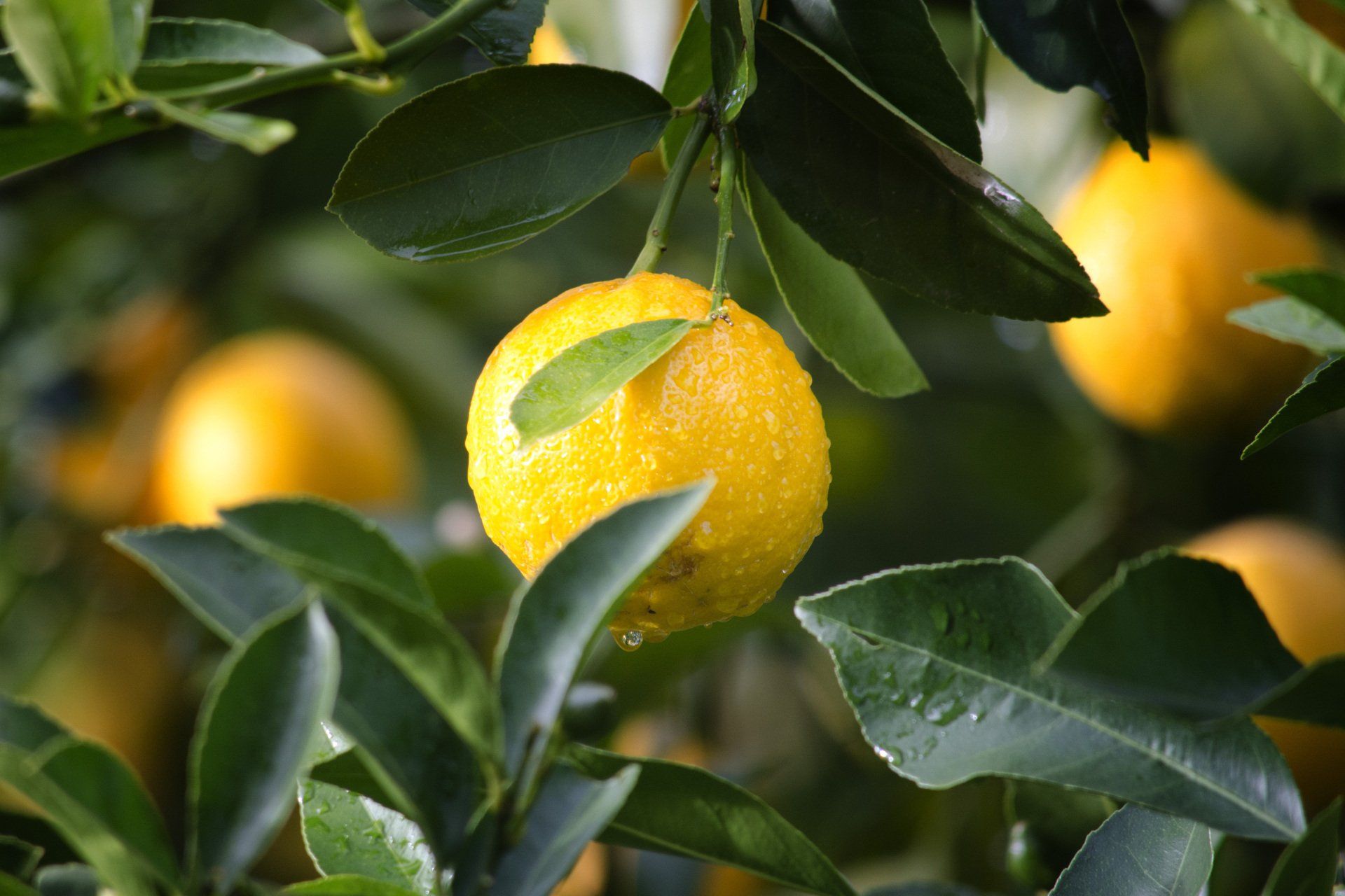 a close up of a lemon hanging from a tree