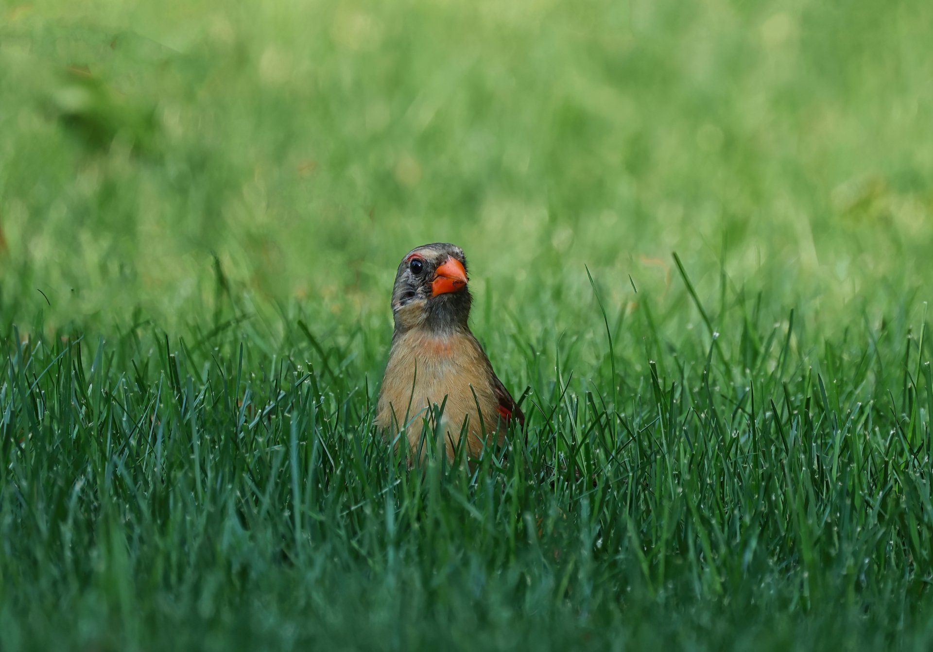 a bird on the grass