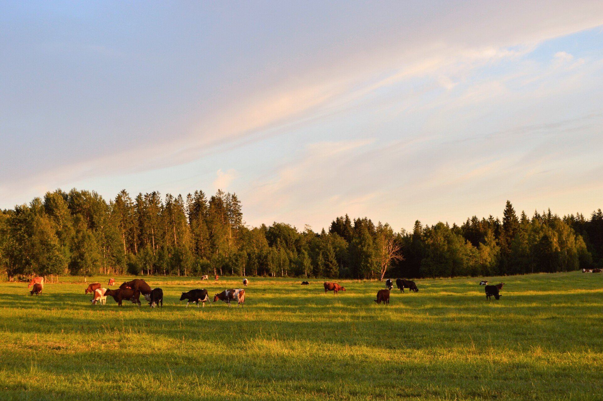A herd of cows are grazing in a grassy field.