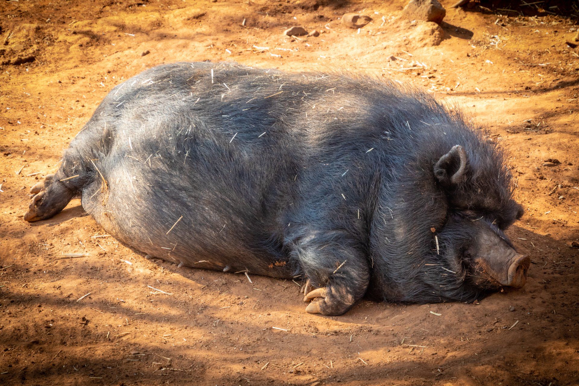 A pig is laying on the ground in the dirt feed rcr organic hog feed.