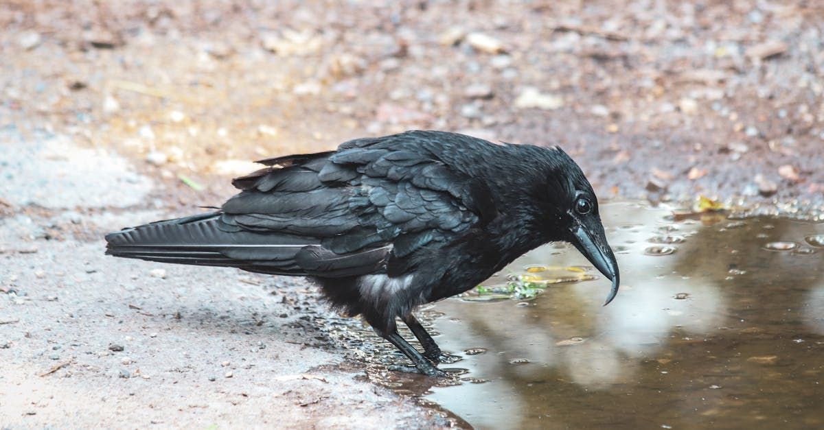 Raven at the water Brook