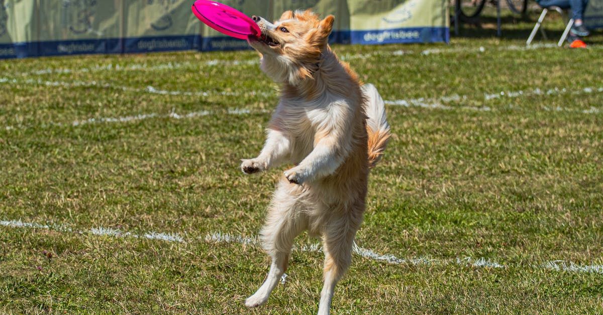 A dog is jumping in the air to catch a frisbee.