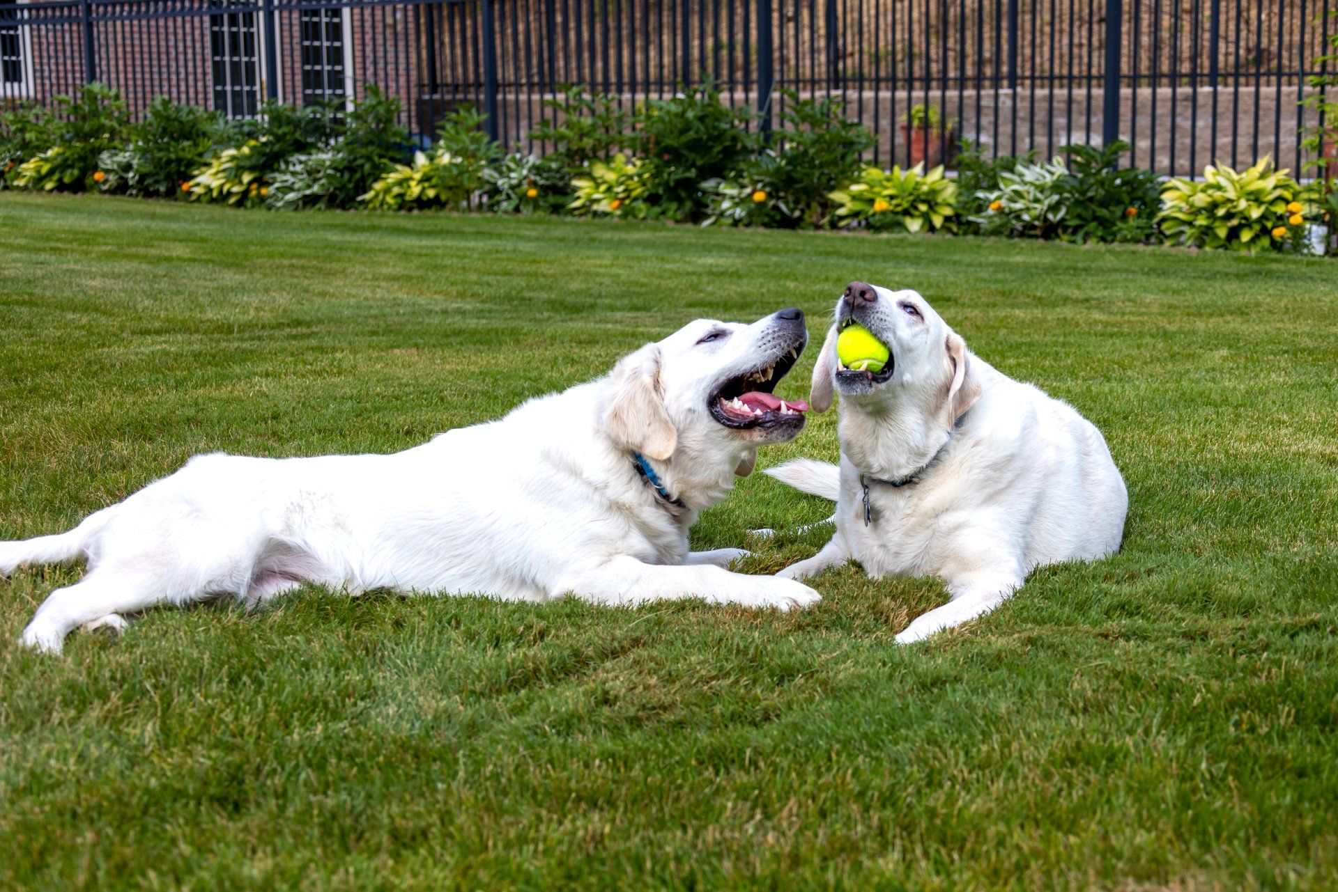 dogs playing on the lawn
