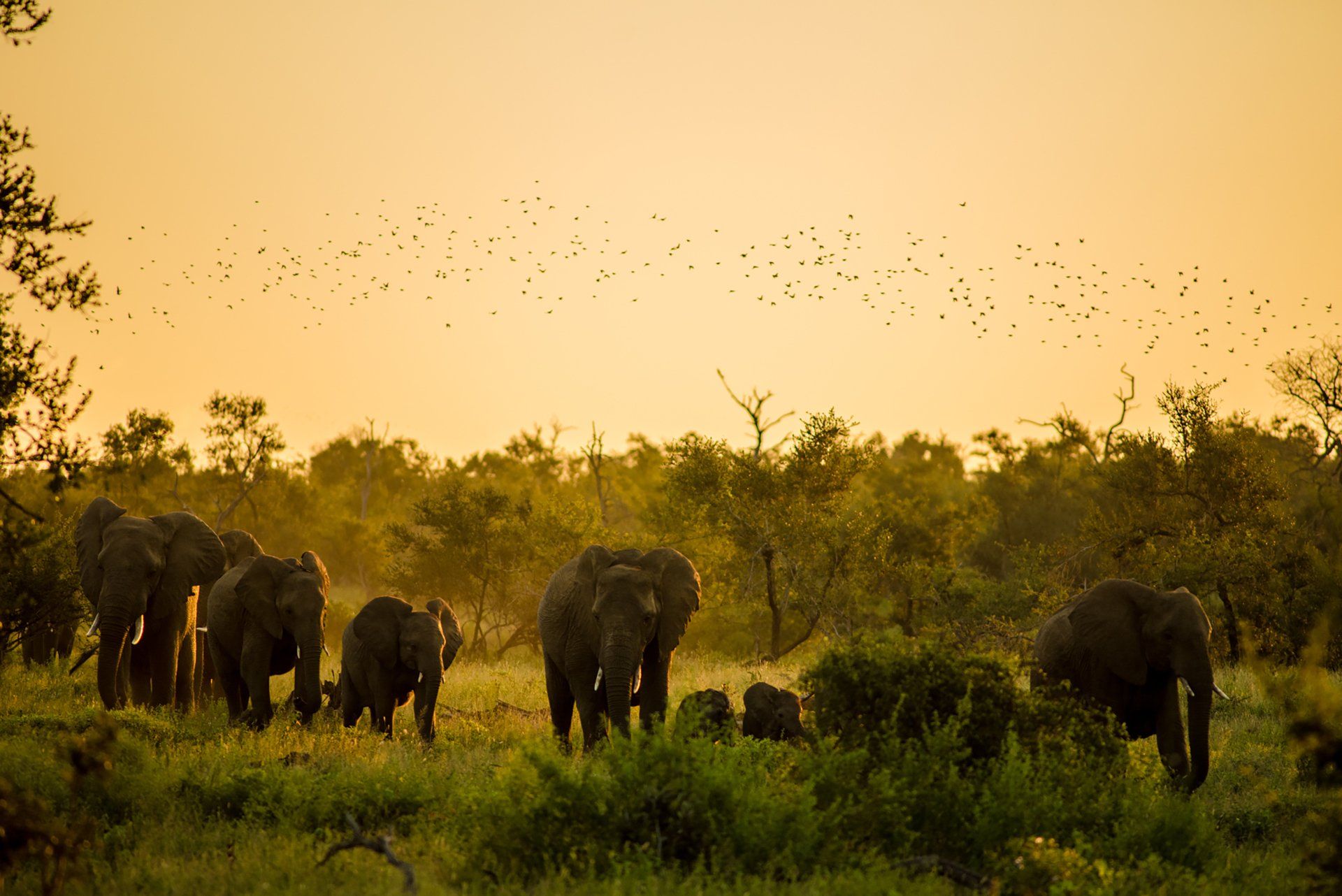 A herd of elephants are grazing in a field at sunset.