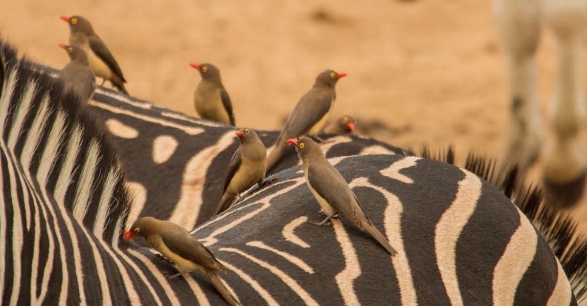 Birds on a zebra