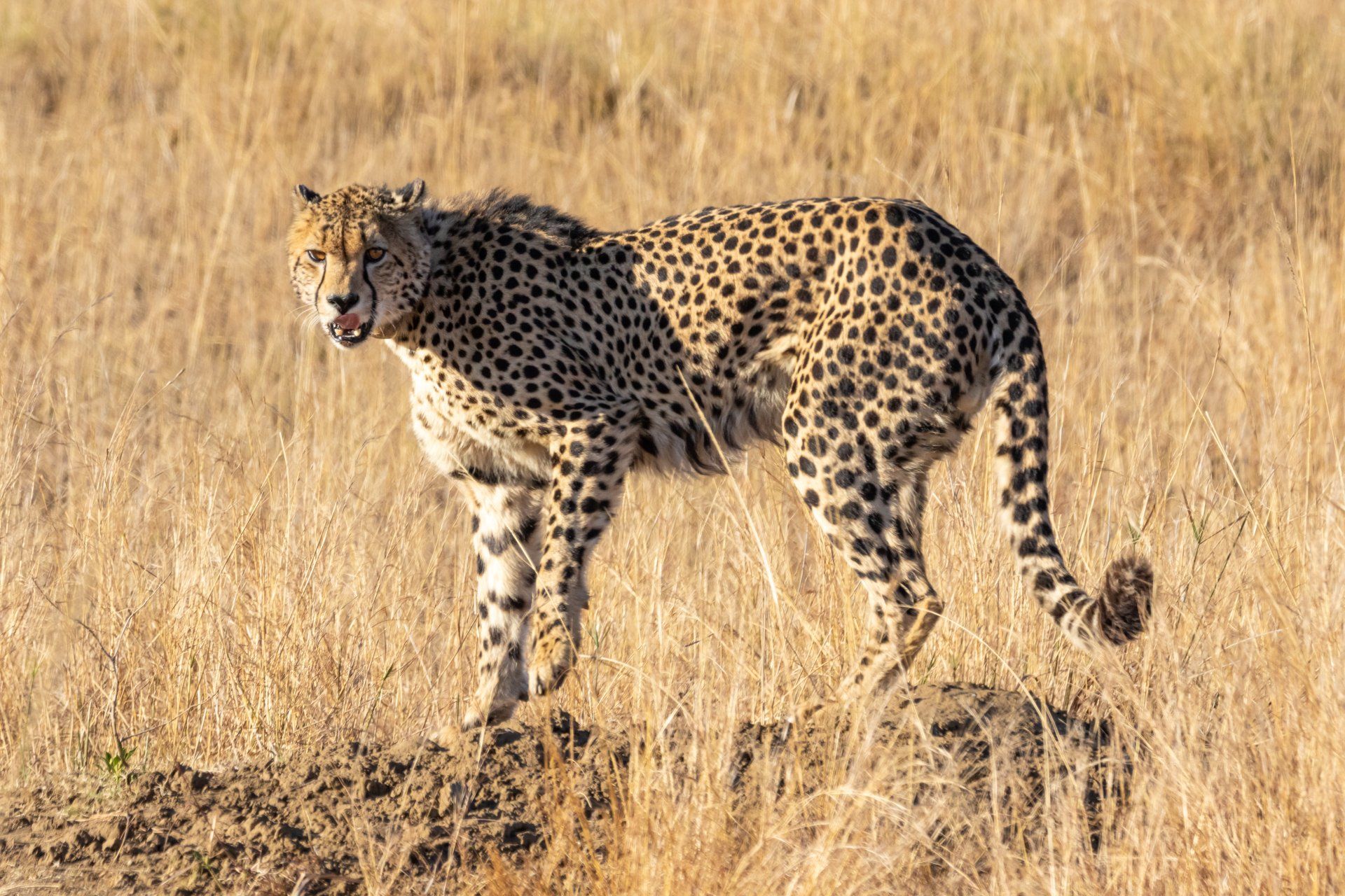 a cheetah standing in a field with its mouth open