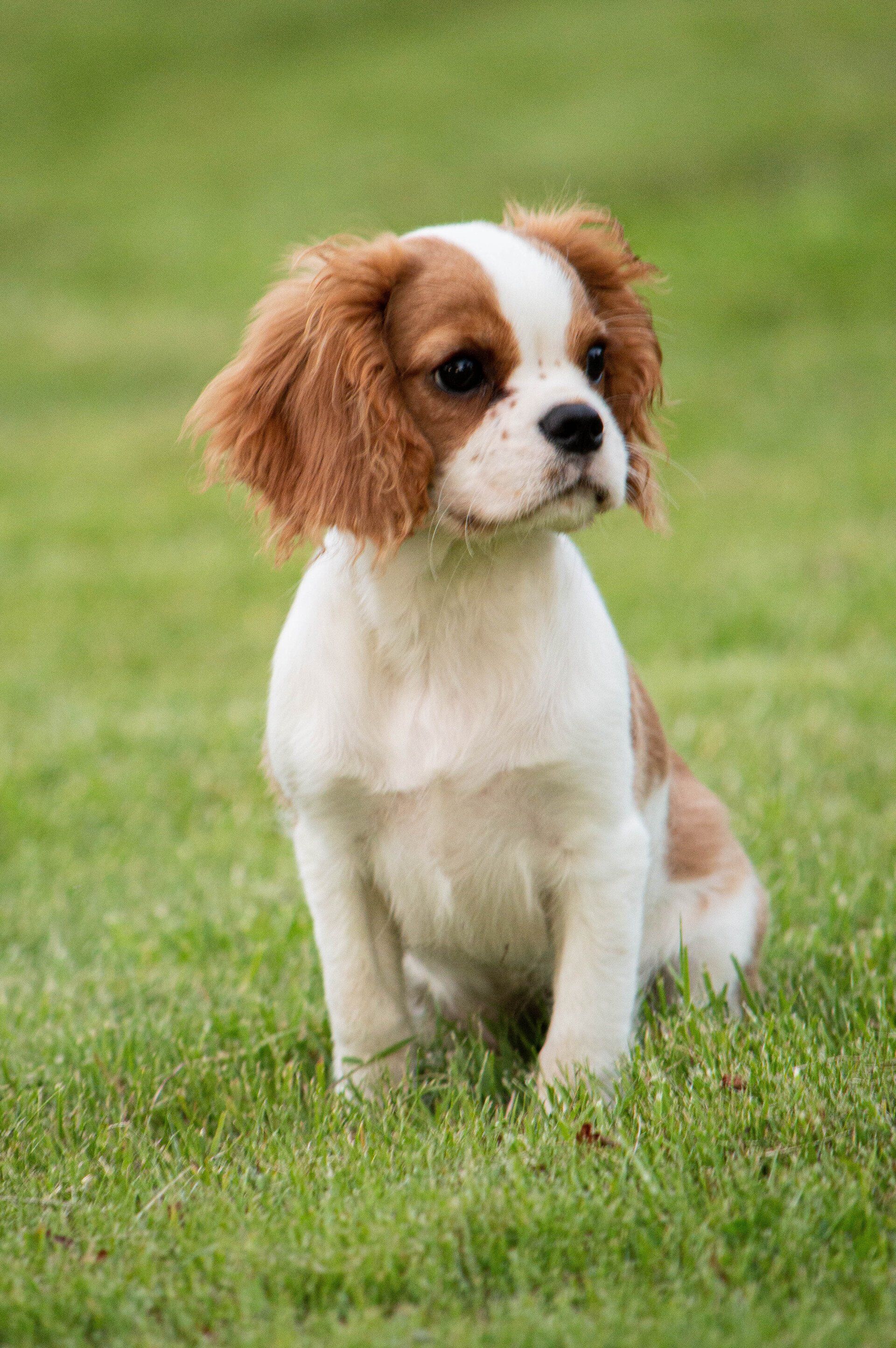 puppy Cavalier sitting on grass