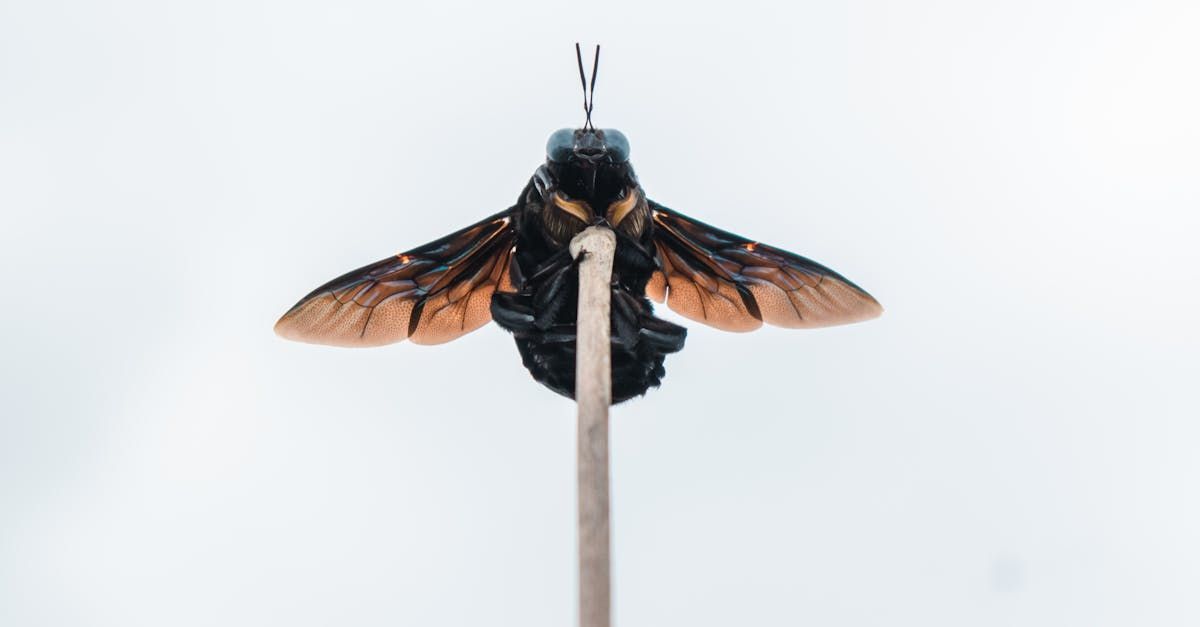 how to get rid of carpenter bees at my home