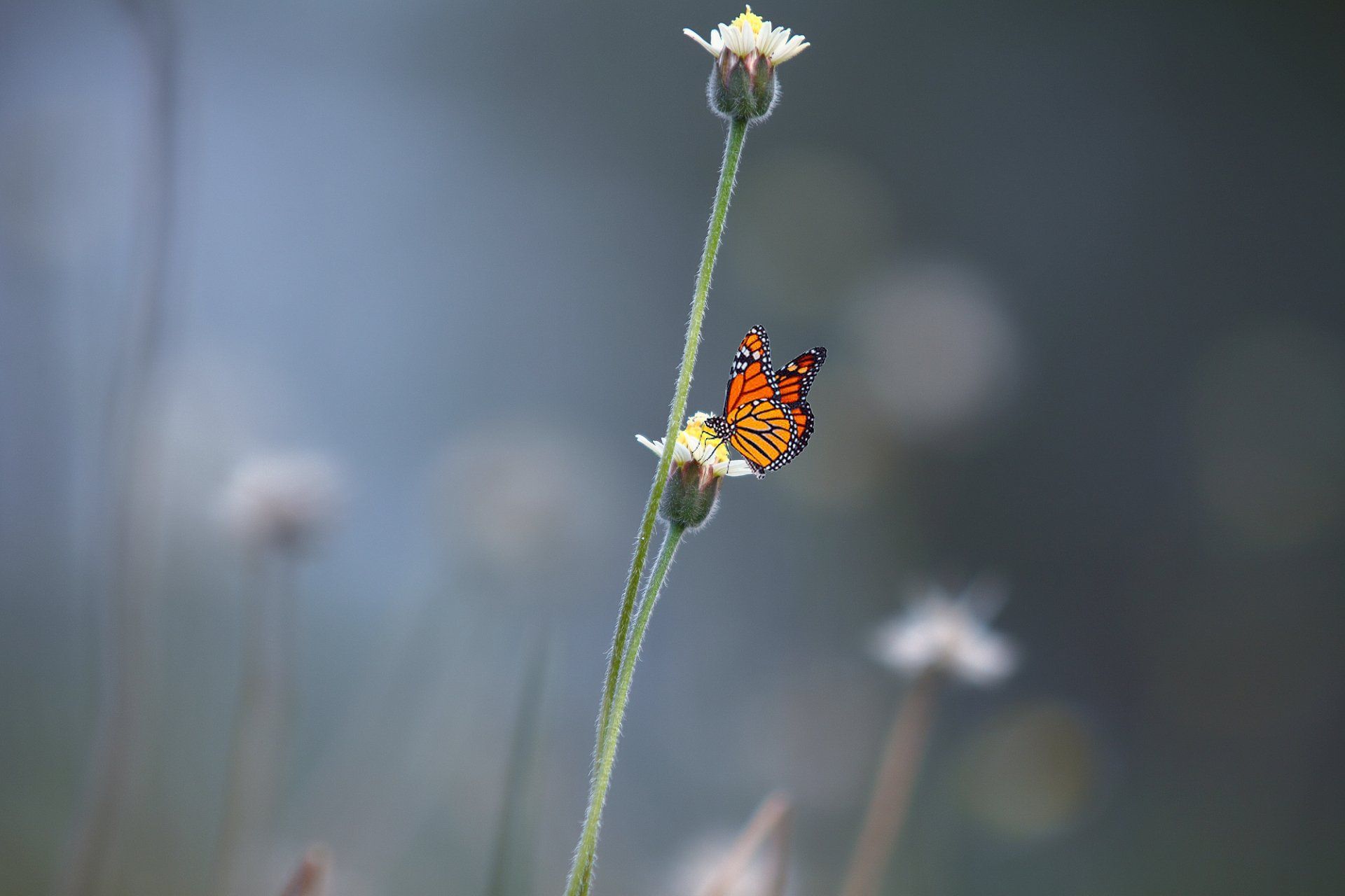 A butterfly is perched on a flower in a field