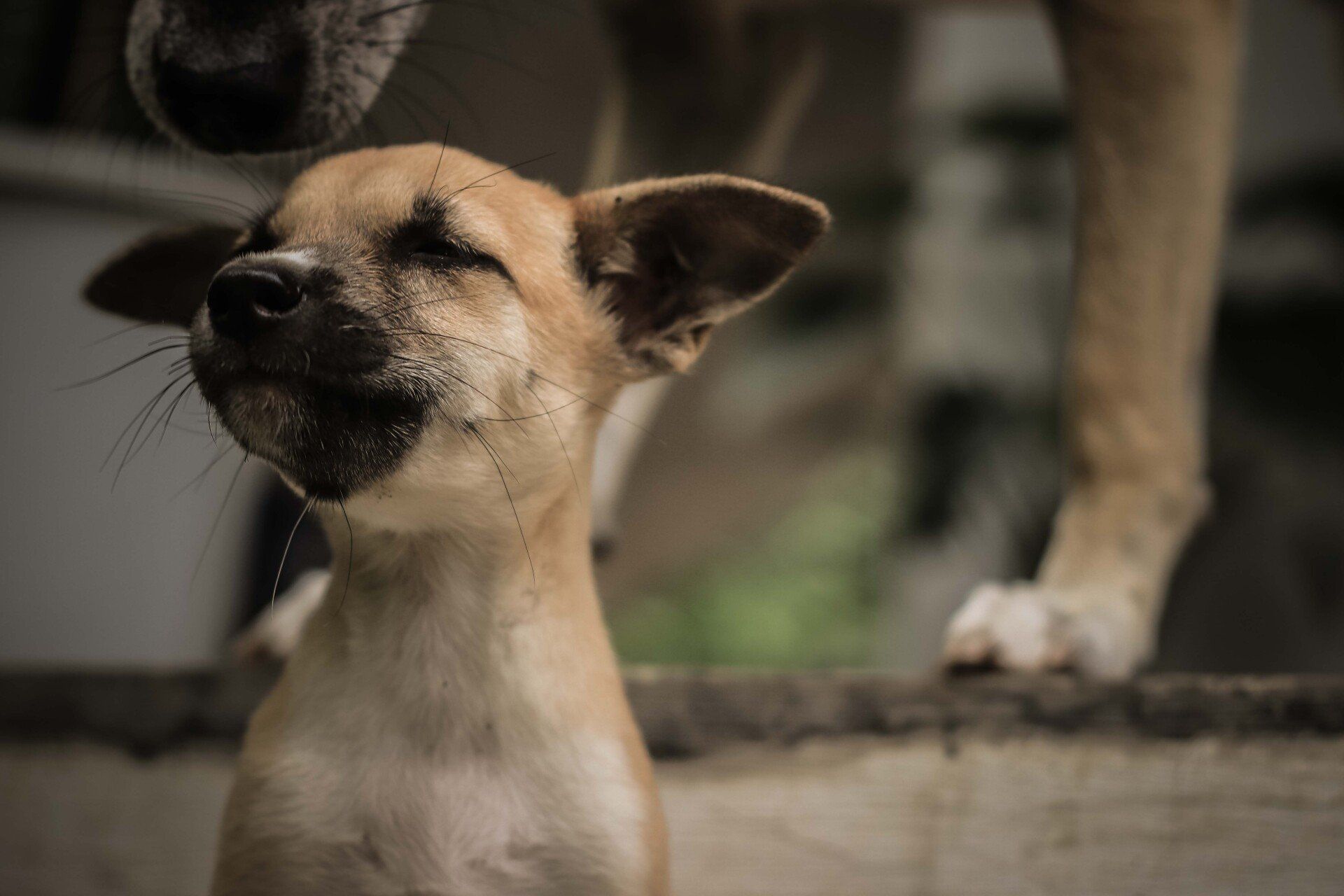 A little light brown dog sits on the floor. His eyes are shut.