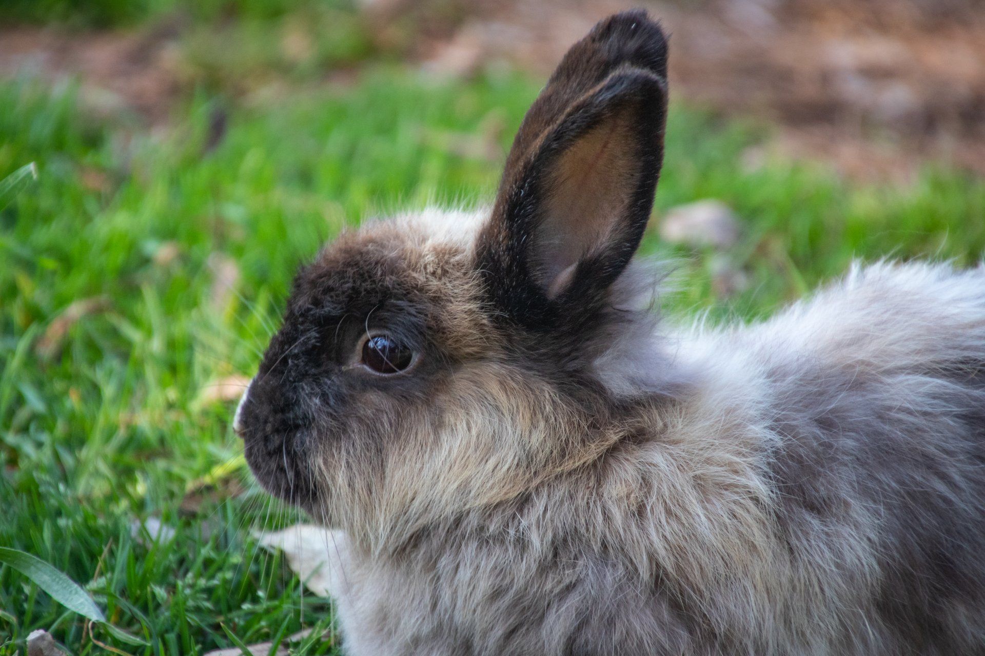 Rabbits for Sale @Creatures & Critters Pet shop Hillcrest