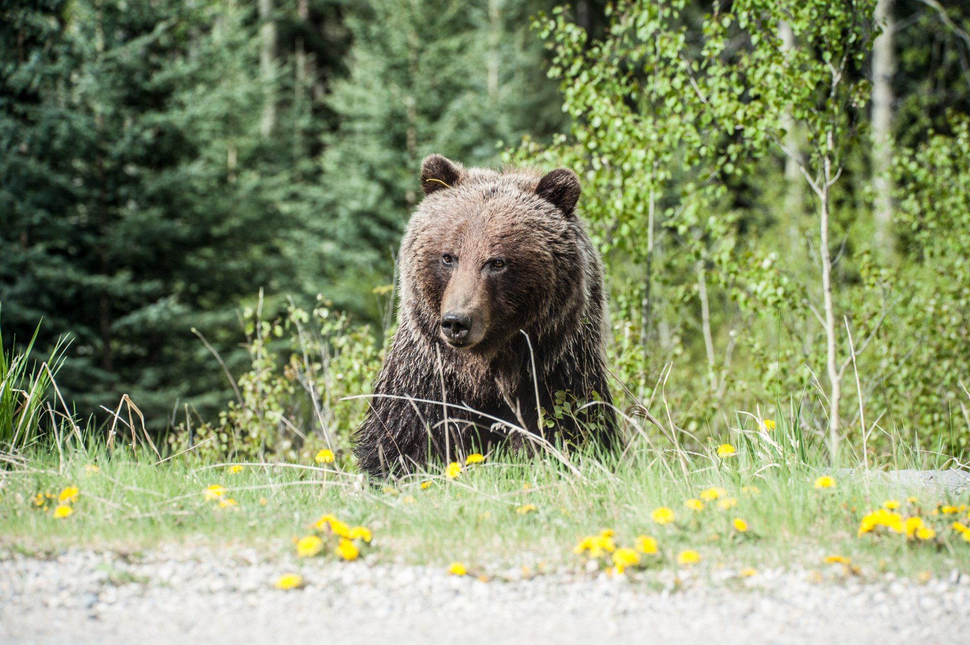 A brown bear is standing on the side of a road in the woods.
