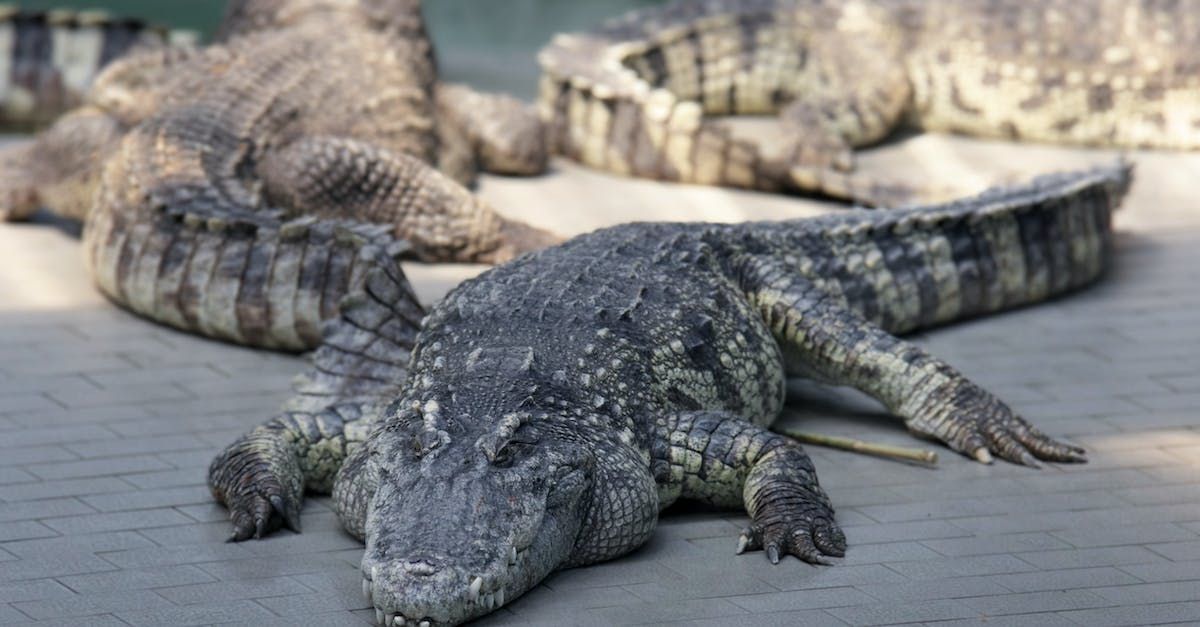 a group of crocodiles are laying on the ground .