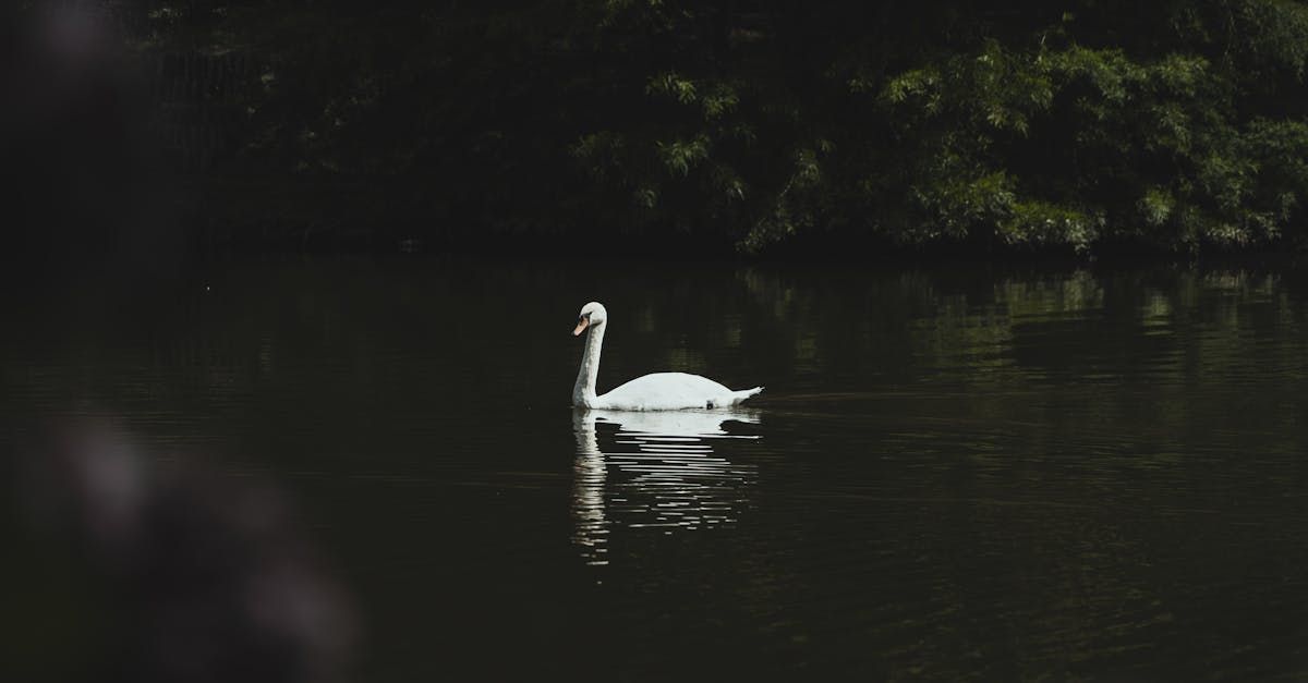 Richmond Ballet's Swan Lake Captivates Students