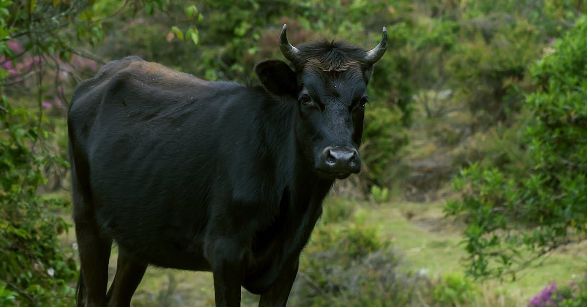 A black cow with horns is standing in a field.