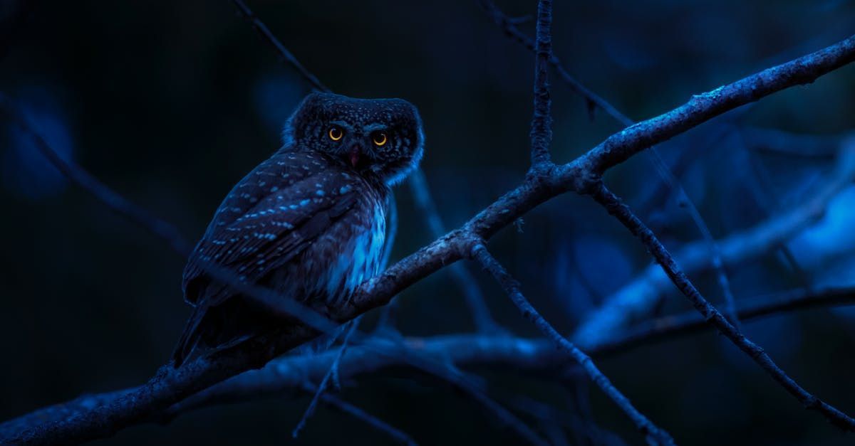 an owl is sitting on a tree branch at night .