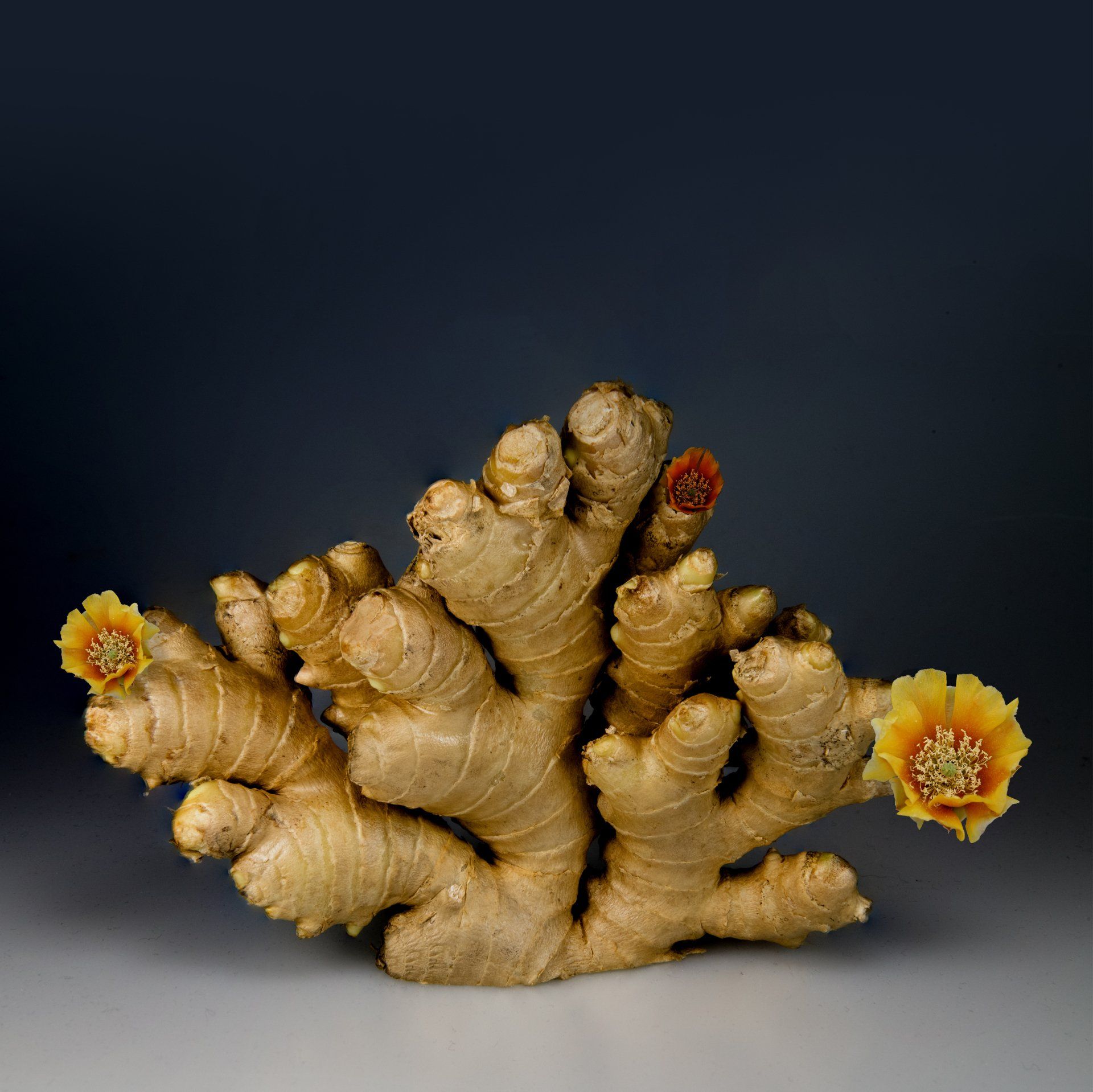 A bunch of ginger with yellow flowers growing out of it