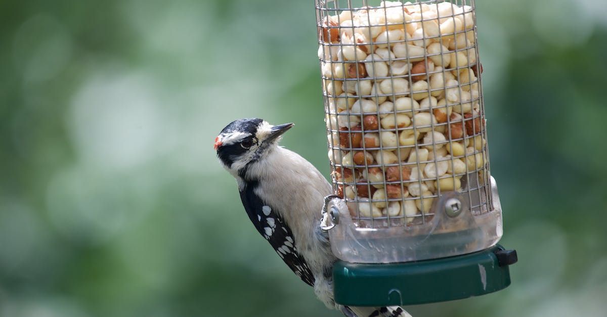 Welcome January (Almanac 2024) by Sue Cartwright, Spiral Leaf