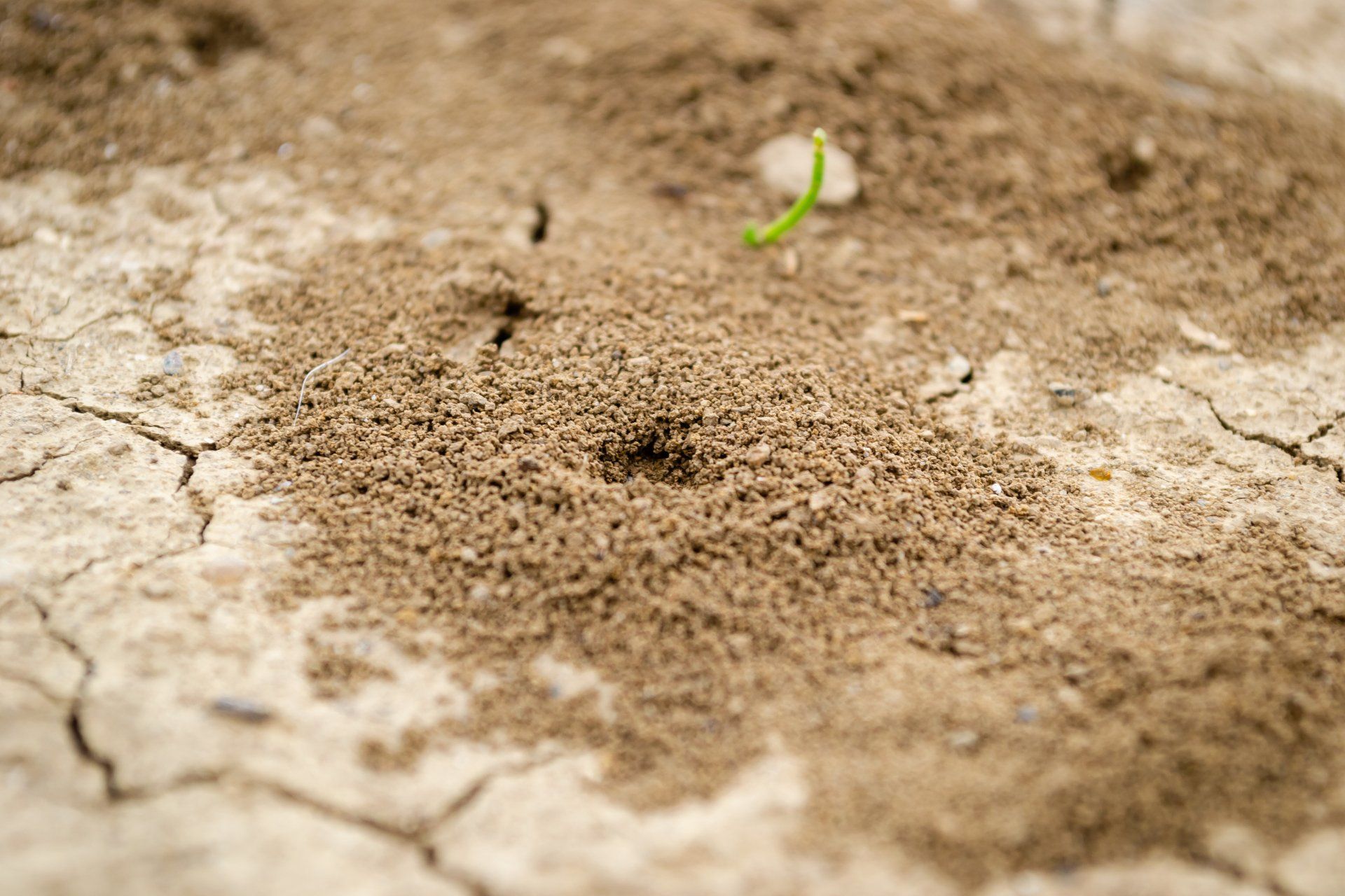 termite and ant removal services with Buckingham Pest Control in St Charles MO