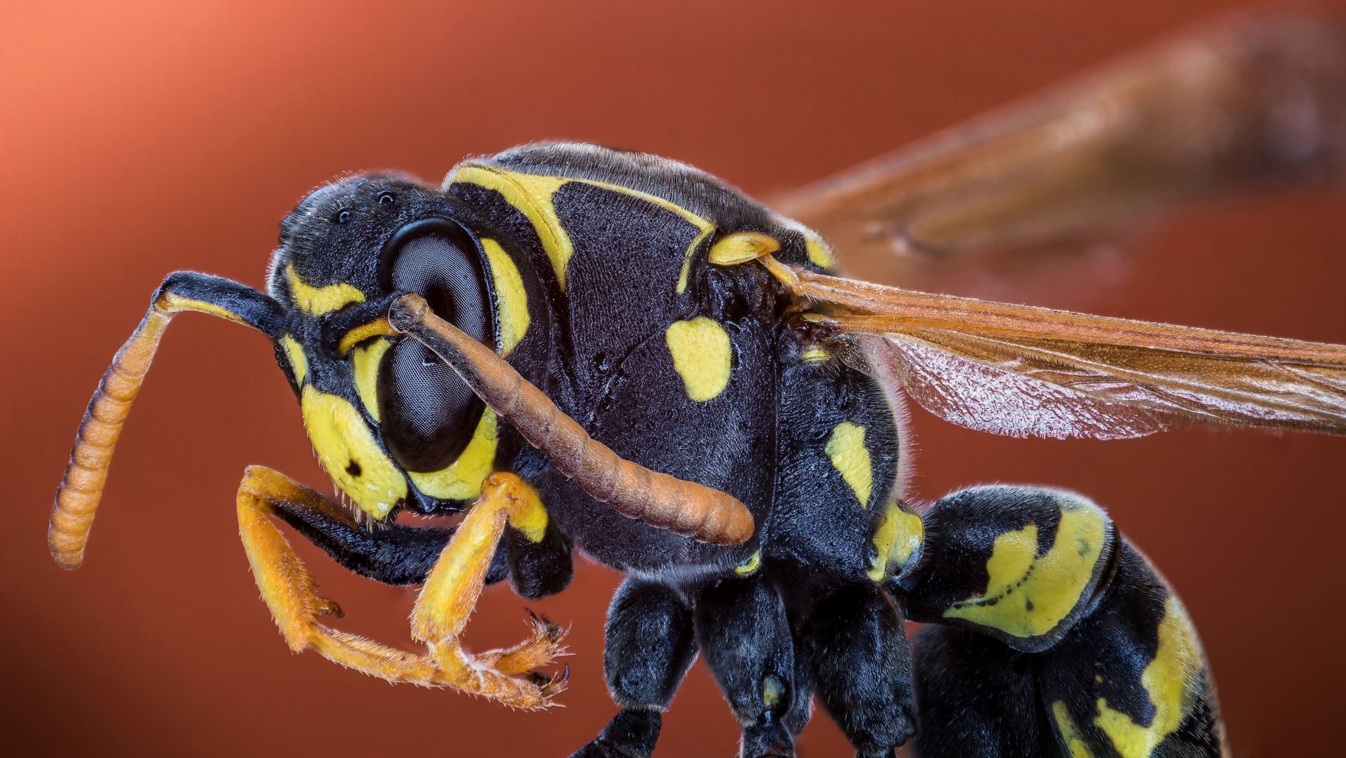 how to get rid of wasps