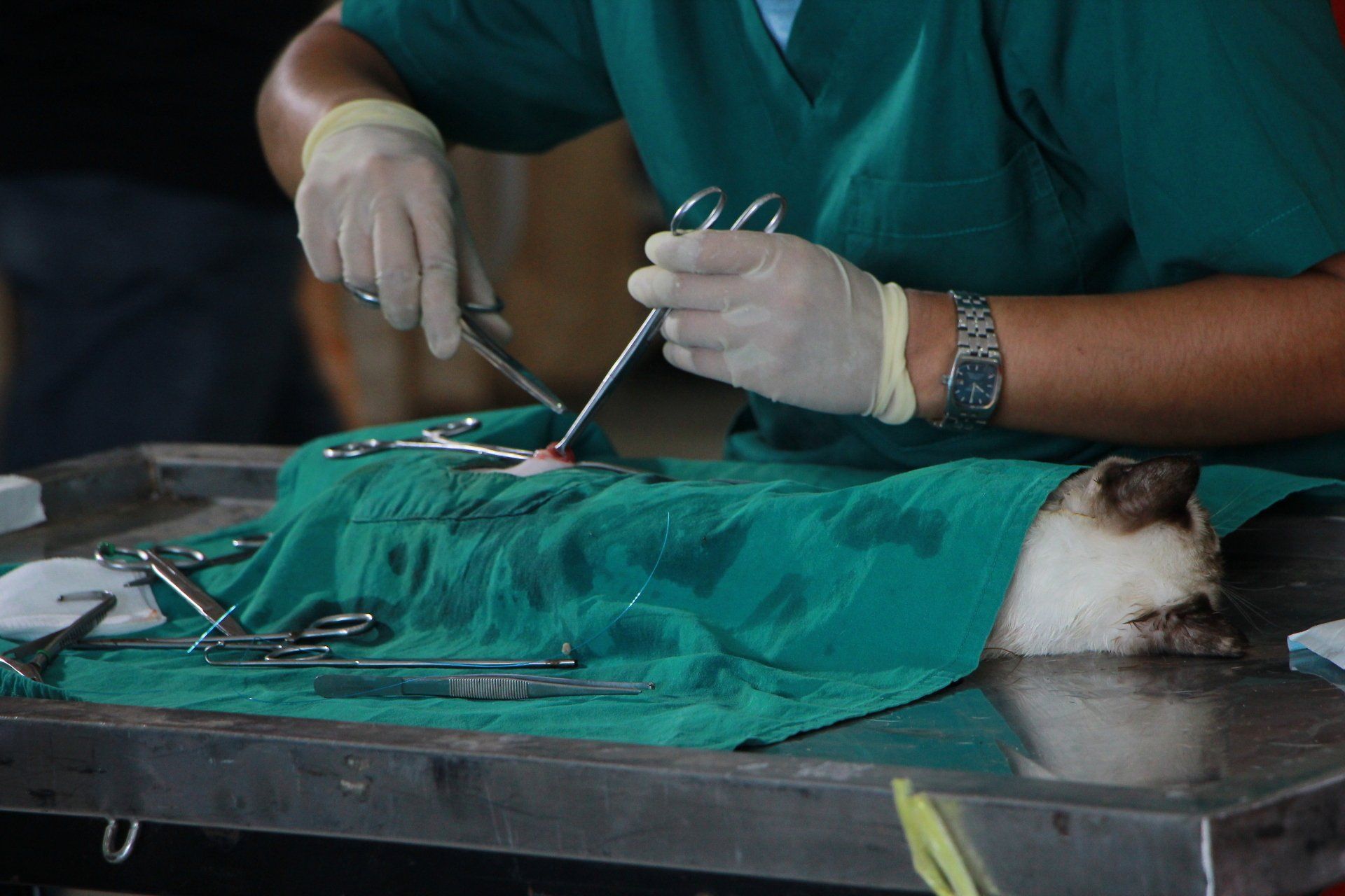 Cat getting spayed and neutered with surgery by a veterinarian