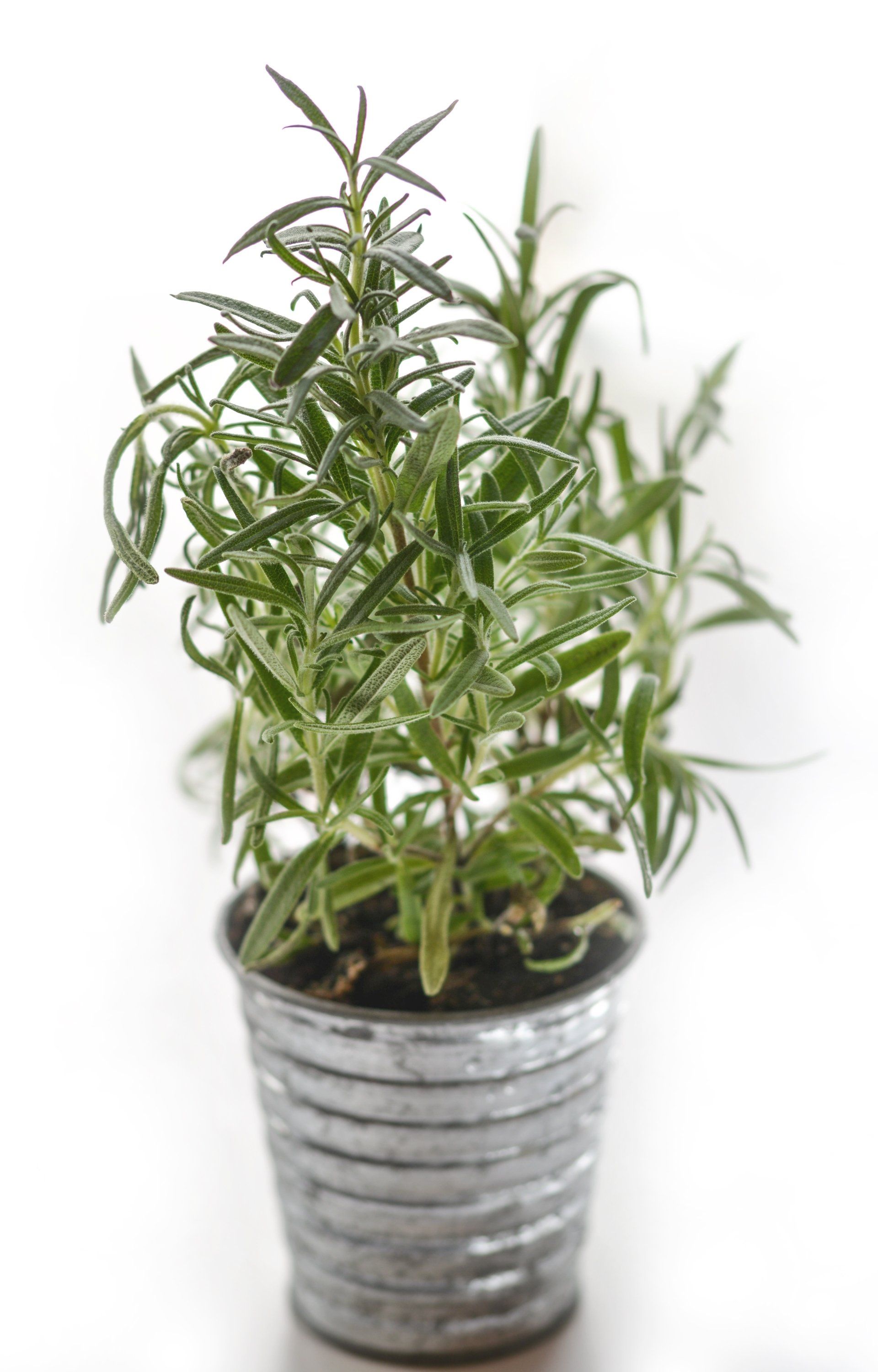 a small rosemary plant in a metal pot on a white background .