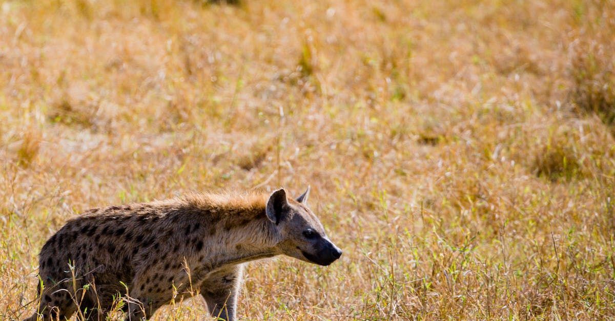 a spotted hyena standing in a field of tall grass