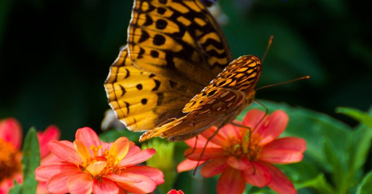 A fritillary butterfly feeds on the nectar of bright peach flowers