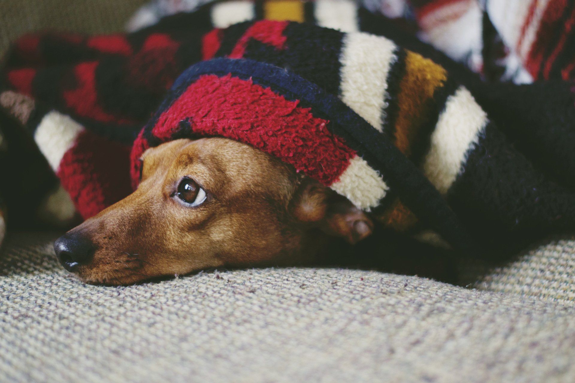 Picture of a dog under a blanket.